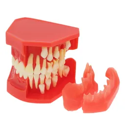 Outro modelo de ensino odontológico de higiene oral Crianças de dente permanente Demonstração alternativa Typodont dentes constantes Grow Substitua Demo falsteeth 230815