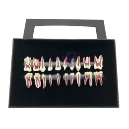 Outros higiene oral 1Box Dental Oral Anatomical Modelo Ensino Ensino Dental Dentro de dentes Decíduos Oral Modelo de Criança Dente Decíduo 230815