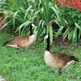 Garden Decorations Creative Duck Poultry Statue Acrylic Outdoor Decoration Ornament Realistic Eco-friendly Courtyard Art Sculpture