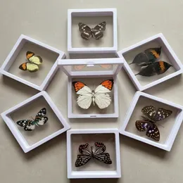 Decorative Objects Figurines Real butterfly Specimen Po Frame Rare Butterfly Ornament Gift Kindergarten Display Frame Hanging Picture Wall Decor 230828