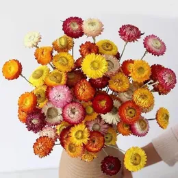 Kwiaty dekoracyjne 30pcs naturalny kolorowy suchy kwiat stokrotki do dekoracji homewedding suszone rośliny aranżacja ogrodu