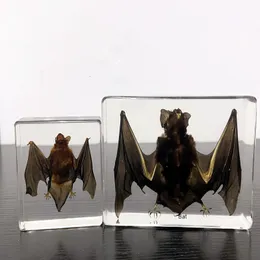 Dekorativa objekt Figurer Bat -exemplar Animal Paperweight Bat Taxidermy Collection inbäddad i Clear Lucite Block Embedding Exempel 230830