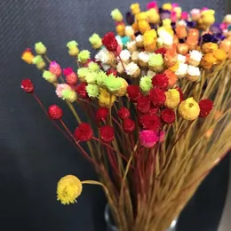 300PCS - 0 3CM Head Real Dried Natural Mini Happy Flower Branch Miniature Dry Flowers Bouquet for DIY Resin Jewellery Home Decor F253d
