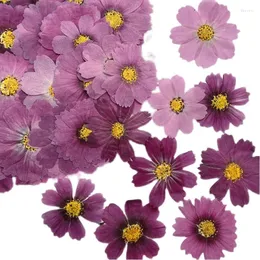 Flores decorativas 2023 Cosmos roxos naturais True Flor pressionada emoldurada para Handicraft Bookmark 80pcs