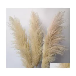 Decorative Flowers Wreaths 20Pcs/Lot Wholesale Phragmites Natural Dried Decorationing Pampas Grass For Home Wedding Decoration Bun Dhbam