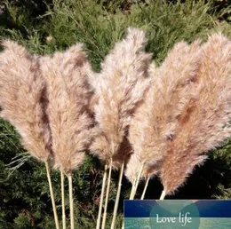 Quality 30pcs Pampas Grass Decor Pampa Tall Natural Large Fluffy Brown Stems for Flower Arrangements Wedding Home Beige