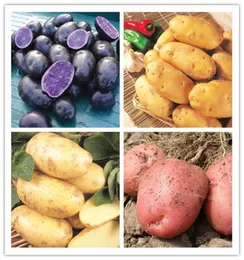 100 PCS Yüksek Kaliteli Lezzetli Patates Tohumu Nadir Organik Yüzey Patates Meyve ve Sebze Evi Happy9711827 için Jardin Ekicileri