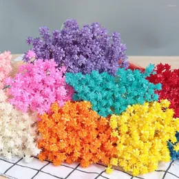 Dekoratif Çiçekler 30 PCS Güzel Diy El Sanatları Düğün Malzemeleri Çiçek Buketleri Kurutulmuş Doğal Bitkiler Mini Küçük Çiçek