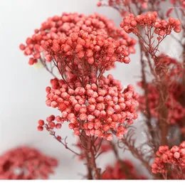 Dekorativa blommor 50 g naturlig hir frukt torkat blomma vardagsrum bröllop dekoration gåva konstgjorda för hem boho