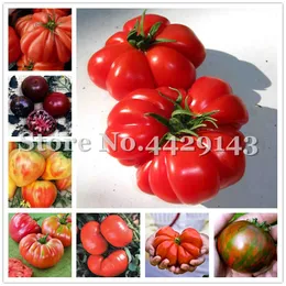 씨앗 100 pcs/bag 희귀 쇠고기 스테이크 토마토 씨앗, DIY 영양가있는 야채 씨앗 가정 용 정원 다년생 야외 식물