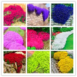 Stor marknadsföring! 100 st/väska krypande timjan frön eller flerfärgad bergskressverk - flerårig blommaträdgårdsmark omslagsblomma