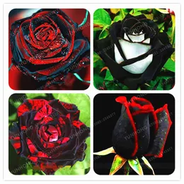100 pcs sementes de rosa raras flor de rosa preta com borda vermelha sementes de flores de rosa raras para sementes de jardim plantando