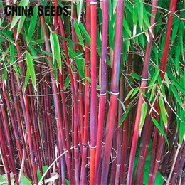 Um pacote 50 peças Bonsai Gigante gigante fresco sementes de bambu para jardim de jardim DIY BONSAI JARDIN BELA SEMENTES SEMENTES