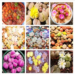 Neue 1000 Stück Lithops-Samen, seltene Sukkulentensamen, schöne Blumen-Lithops, lebende Steinsamen, Mini-Gartendekorationspflanze