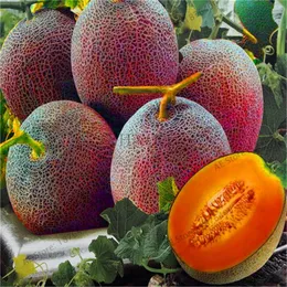 50pcs Super Big Sweet Honey-Dew Melon Seeds Hami Melon Fruit Heirloom Cantaloupe Seeds 홈 정원을위한 식물