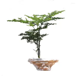 Vase Zen Green Dill Hydroponics Asparagus FERNフラワーウェアセラミック花瓶アレンジメントコンテナフラワーポット容器テーブル