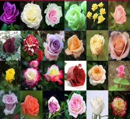 Whole New Varieties Colors Rose Pink Tea Rose Flower Seeds color 50 seeds per package flower seeds home4366474