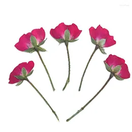 Decorative Flowers 2023 Est Chinese Rose On Stems Specimens Real Dried Candles 1 Lot/100 Pcs Free Shipment