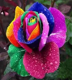 Rainbow Rose Seeds 80 Seeds Per Package Rainbow Color Garden Plants3710048