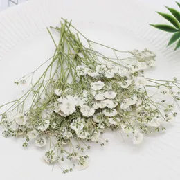 Dekorativa blommor som säljer vita zigenare med stora kronblad torkad pressad blomma för 3D -ornament 20st gratis sändning