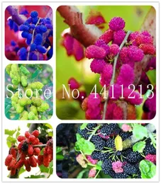 Big Promoção 50 PCs Black Mulberry Bonsai Plant Seeds Morus Nigra Tree Delicious Fruit Garden Bush Diy para casa e jardim 4823734