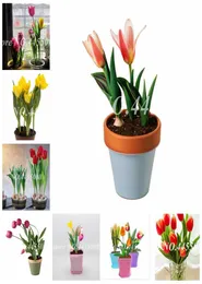 200 Pz Semi Bonsai Tulipano Fiore Fioritura Outdoor Indoor Tulipanes Flore Pianta Per Piante Da Giardino Non Bulbi Di Tulipano Simboleggia L8971228