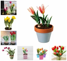 200 Pz Semi Bonsai Tulipano Fiore Fioritura Outdoor Indoor Tulipanes Flore Pianta Per Piante Da Giardino Non Bulbi Di Tulipano Simboleggia L1586425