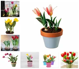 200 Pz Semi Bonsai Tulipano Fiore Fioritura Outdoor Indoor Tulipanes Flore Pianta Per Piante Da Giardino Non Bulbi Di Tulipano Simboleggia L8172443