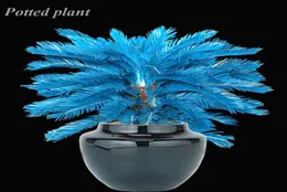Продажа 20 шт. Индия Blue Cycas Bonsai Plant Seeds Mini Sago Home Garden Home Home Home Flower Pots Planters FAS9509444
