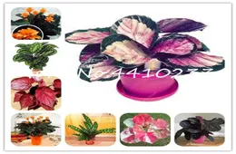 200pcs Tailândia Caladium Bonsai Plant Seeds of Indoor Plants Perene Caladium Bicolor Flor Plant Bonsai Colocasia DIY para HOME2656858