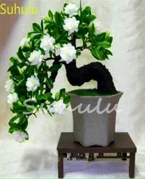 10pcs Jasmine Seeds Garden Flower Variety complete Flower Bonsai Plant High Quality Beautifying And Air Purification2791150