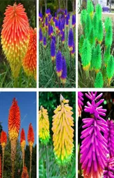 100 pcs True Poker Kniphofia Uvaria Beautiful Torch Lily Flower Perennial Bonsai Potted Plants for Home Garden Good Quality5743598
