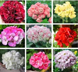100pcs Geranium Flower Seeds for Patio Lawn Garden Aerobic Potted Supplies Bonsai Plants Organic NonGMO Wedding Party Decorative 2075193