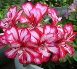 Garden Decorations 100pcs Geranium Flower Seeds for Bonsai Plants All for a summer residence Planting Season Aerobic Potted Beauti1488299