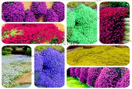 200 st blandat färg Rock Cress Creeping Thyme Seeds Perennial Flower Ground Cover Flower för DIY Garden Decoration1488923