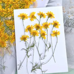 Decorative Flowers Unique Chrysanthemum Dried Flower With Stem For Art Specimens Plants 100 Pcs Free Shipment