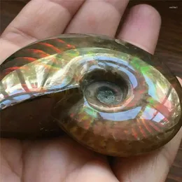 Decorações de jardim KFT Cristal Natural Iridescente Ammonite Ammolite Facet Specimen Spotted Sea Snail Conch Room Office Craft Decor DIY