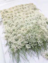 100pcsprimerade vita spetsblommor med stemnatur verklig blomma för DIY bröllop inbjudan konst bokmärke presentkortscenter 23917286