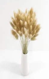 Natural Pampas Rabbit Tail Grass Dried Flowers Preserved Wedding Party DIY Craft Scrapbook Bouquet Christmas Easter Decoration215j4671674