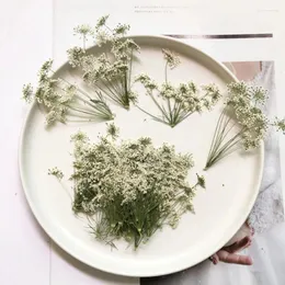 Dekorative Blumen 100x gepresst getrocknetes natürliches weißes weißes Multi-Kopf-Ammi Majus Blumenpflanze Herbarium für Schmuck Postkarteneinladungskarte