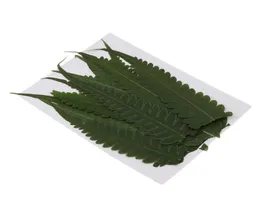 12PCS Zielone prawdziwe liście Suszone kwiatowe liście paproci ozdoby DIY Materiały Karta Making Notatbooking Jewelry1214469