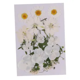Múltipla mistura natural prensado flores secas folhas diy arte artesanato para abajures scrapbooks paredes convites de casamento decoração187c