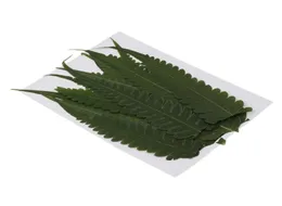 12pcs 녹색 실제 압박 잎 말린 꽃 바위 고사리 잎 장식 DIY 재료 카드 스크랩북 보석류 9428819