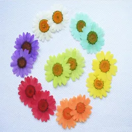 250pcs 30mm Pressa pressata Daisy Chrysanthemum Paludosum Piante floreali secche per la collana a pendente a resina epossidica Gioielli che producono CR236M