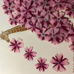 装飾的な花の花輪60pcs押された乾燥したバーベナホルテンシスジュエリー用ブックマークポストカードポーフレーム電話ケース作成クラフトDIYアクセサリー231214