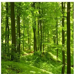 Beautiful green forest woods sunlight pictures window mural wallpaper2583