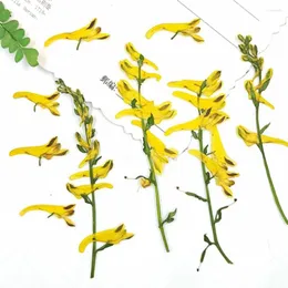 Dekorativa blommor 100stpressade torkade Corydalis Pallida Flower Plant Herbarium för smycken Vykort Inbjudningskort Telefonfodral Bokmärke