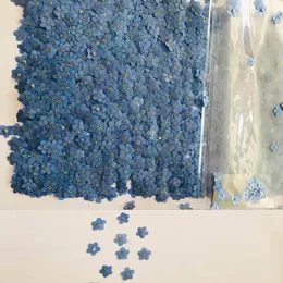 Fiori secchi 120pcs Mini blu naturale pressato Myosotis Sylvatica Forgetmenot Flower Plant Erbario per gioielli Cassa del telefono Nailart DIY 230711