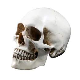 Lifesize 11 Model ludzkiej czaszki Replika żywica medyczna anatomiczne śledzenie medyczne nauczanie szkieletu Halloweenowe dekorację Statua Y201196N