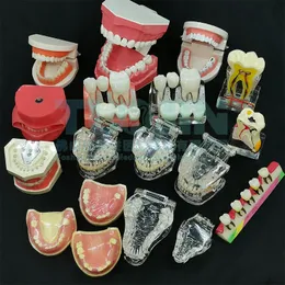 Diğer Oral Hijyen Dental Model Diş İmplant Restorasyon Köprüsü Eğitim Çalışma Bilim Diş Hekimi Diş Hekimliği Eğitim Enstrüman Ürünleri 230719
